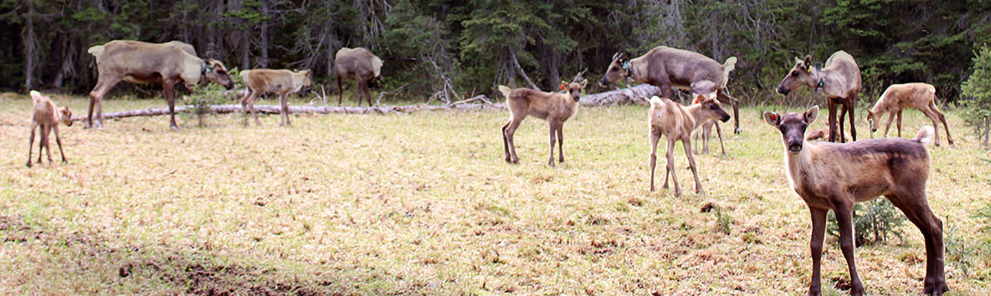 POST_herd-maternity-pen-Aug2025_Zara_Everett.jpg