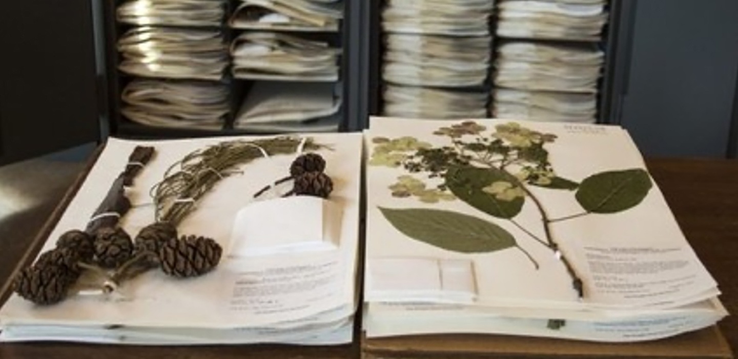 DESK_Herbarium_photo1_ Brianna_Collis_chu_cho.jpg