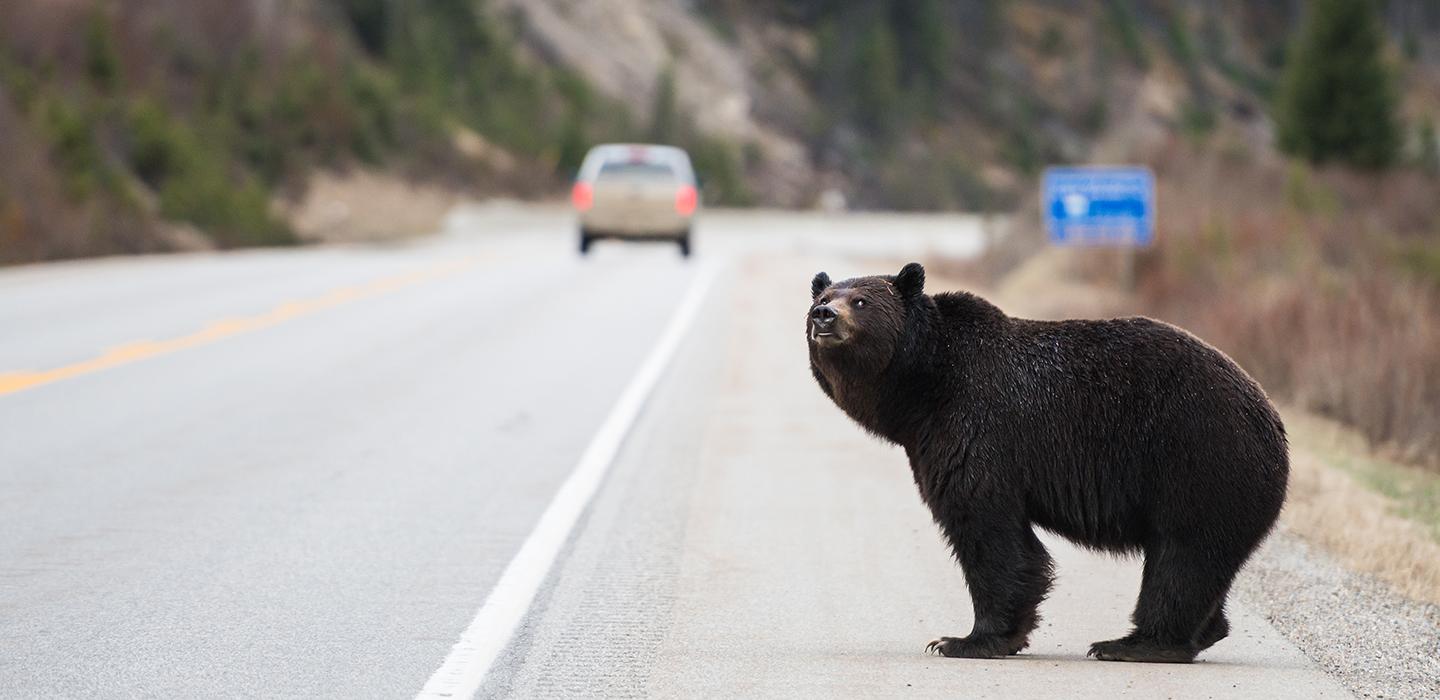Grizzly bear in the wild