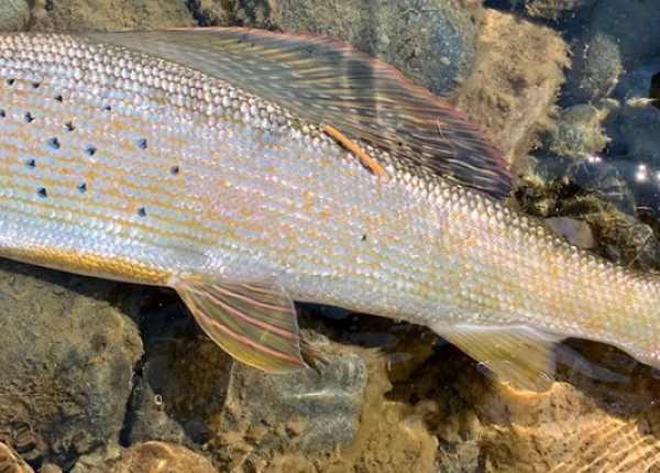 POST_Arctic_Grayling_tagged_John_Hagen_F25.jpg