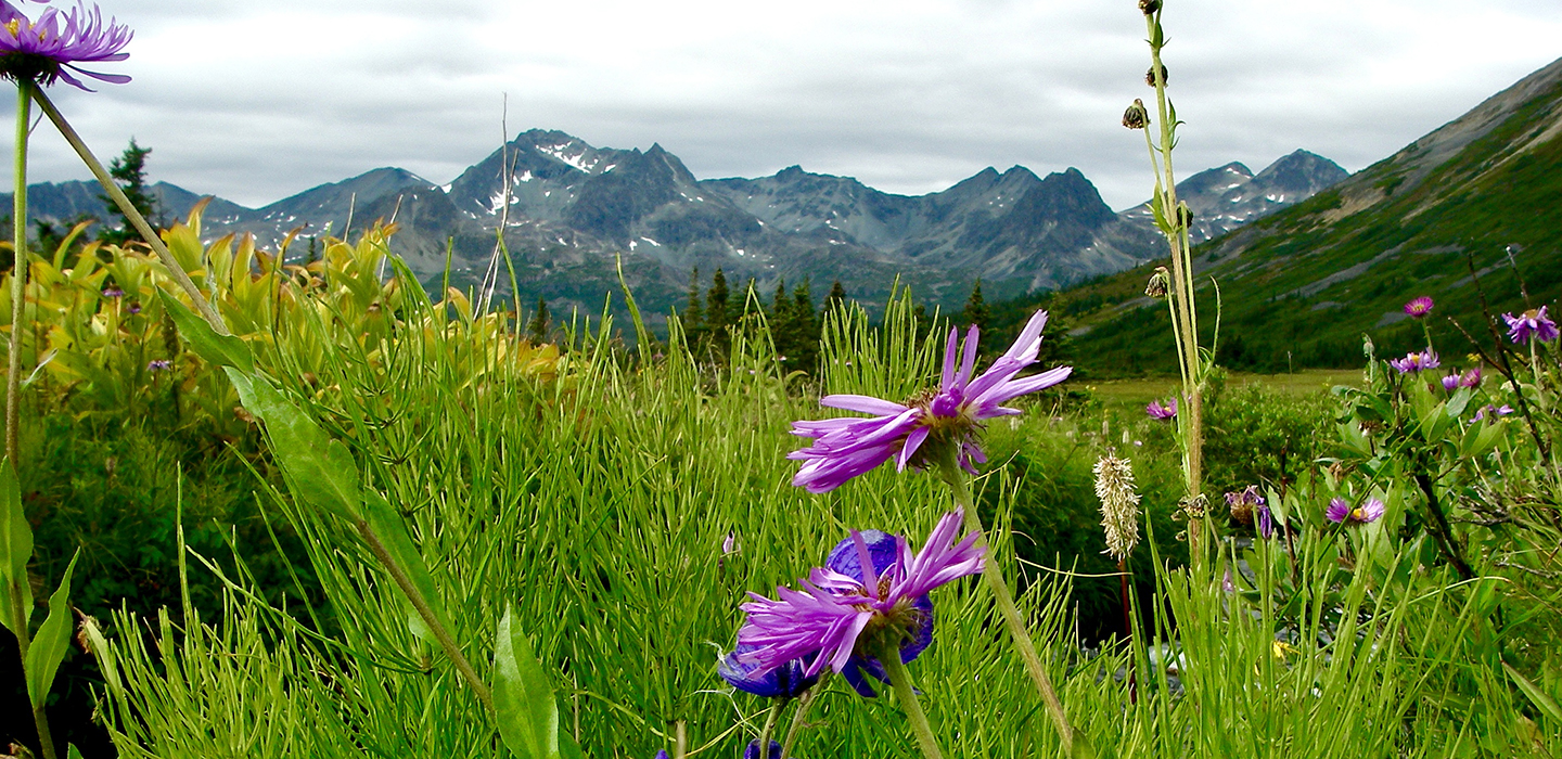 DESK_Upper_Ingenika_flowers-mountains_Ray_Pillipow.jpg