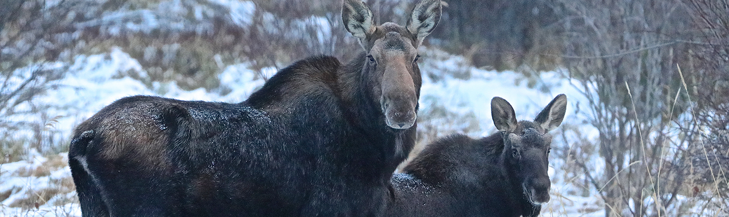 POST_Moose_and_calf_snow_Roy_Rea.jpg