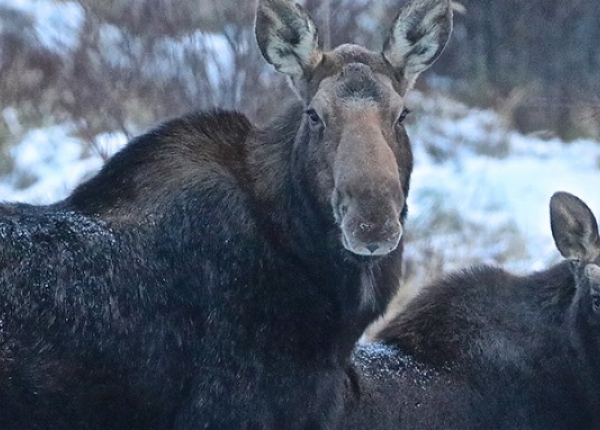POST_Moose_and_calf_snow_Roy_Rea.jpg