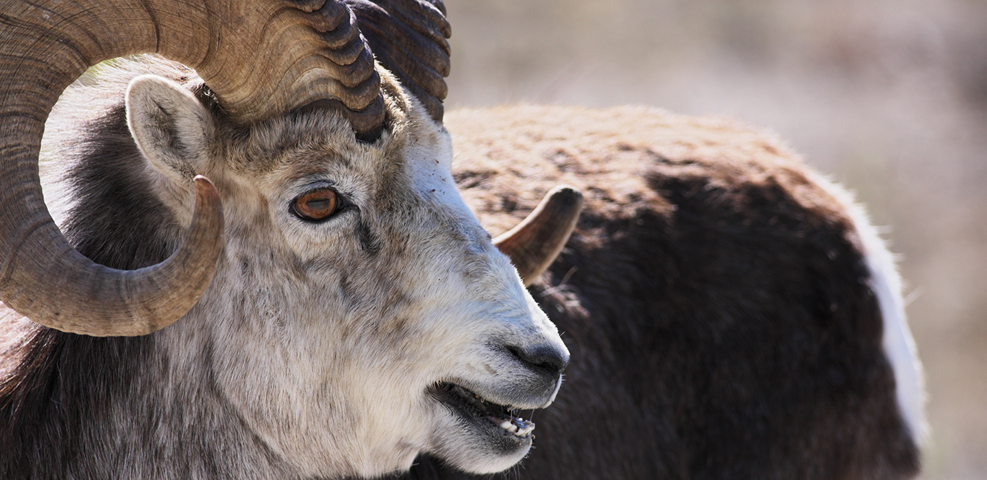 Wild stone sheep ram Ovis dalli stonei with fully curved horns in Stone Mountain Provincial Park, British Columbia.