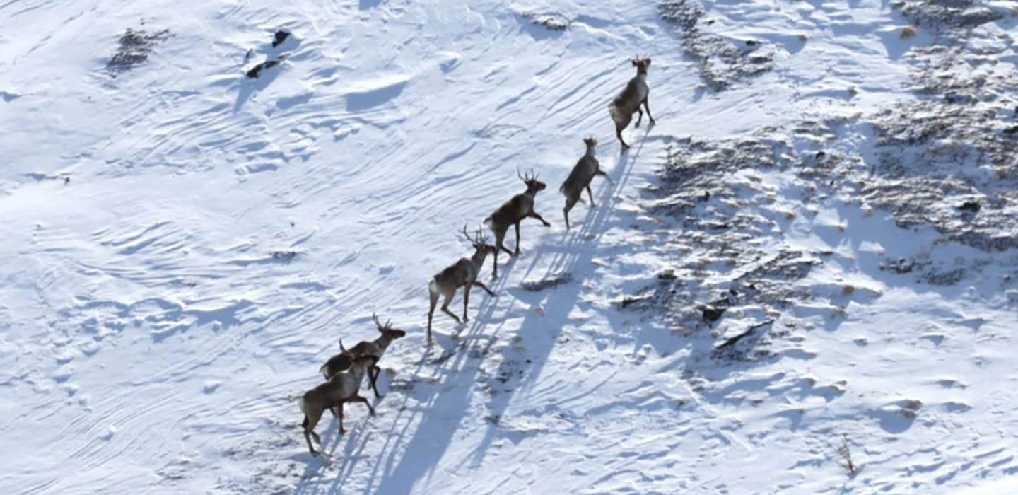DESK_PEA-4450-Roaming-caribou-Zana_Everett.jpg