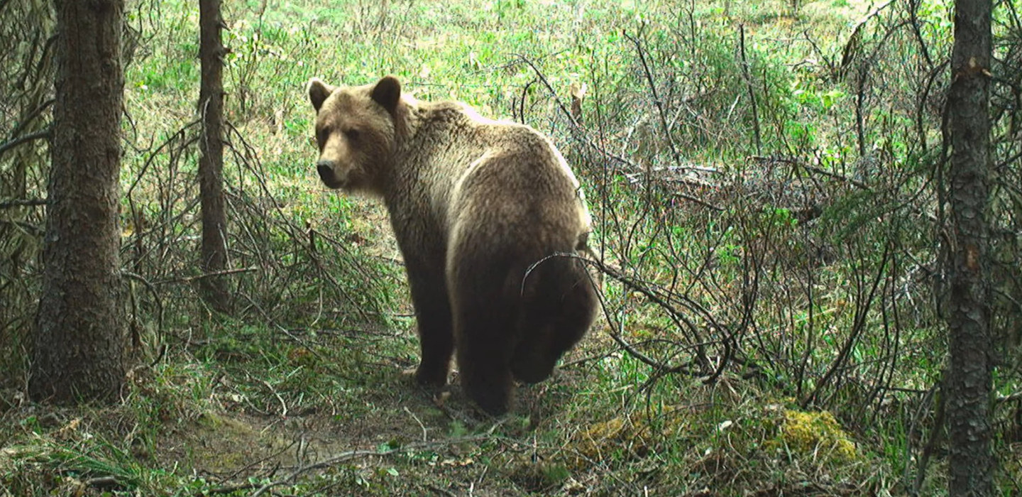 DESK_PEA-F25-W-4017_Grizz-on_Trail_cam_CCE.jpg