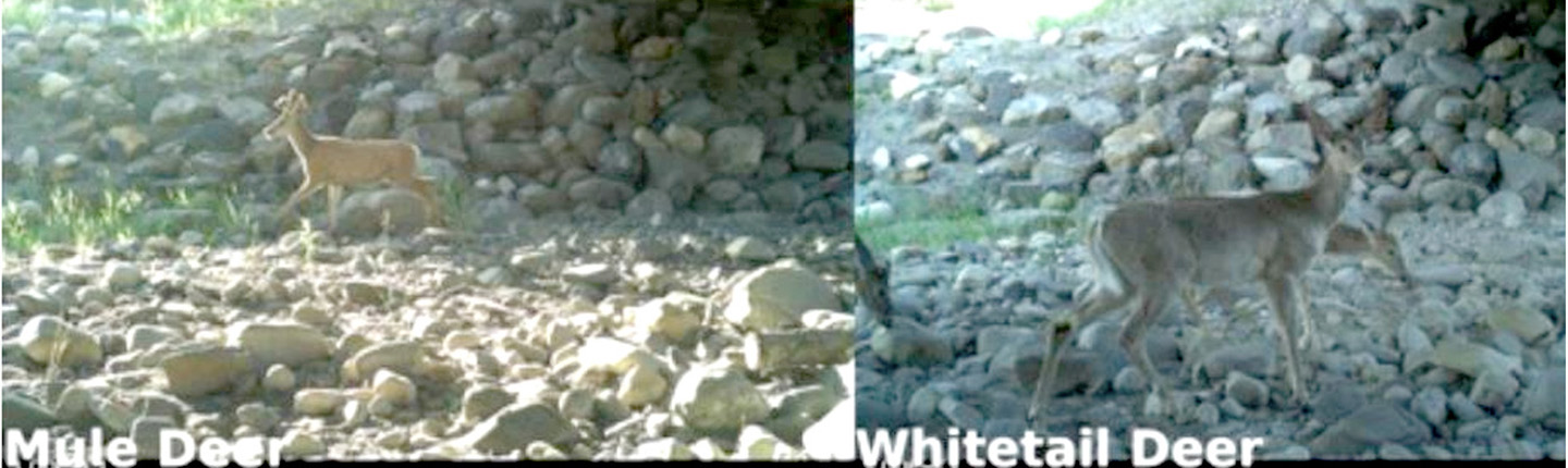 Deer using highway underpass