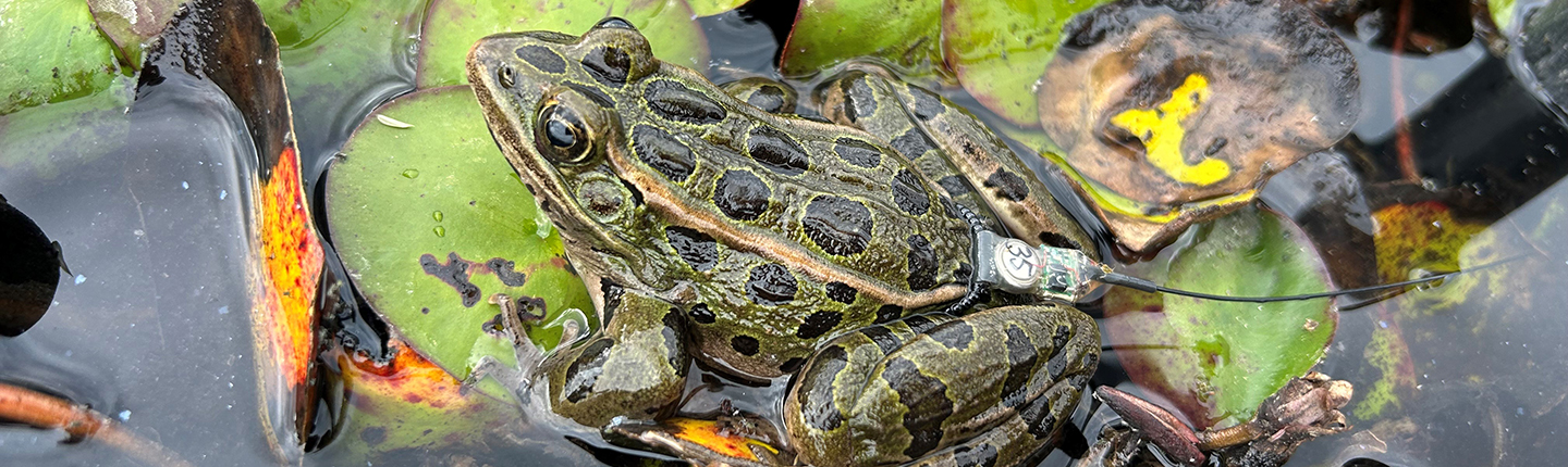 POST_NLF_Radiotag_on_frog_for_tracking_BSmith.jpg