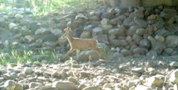 Six wildlife crossings built