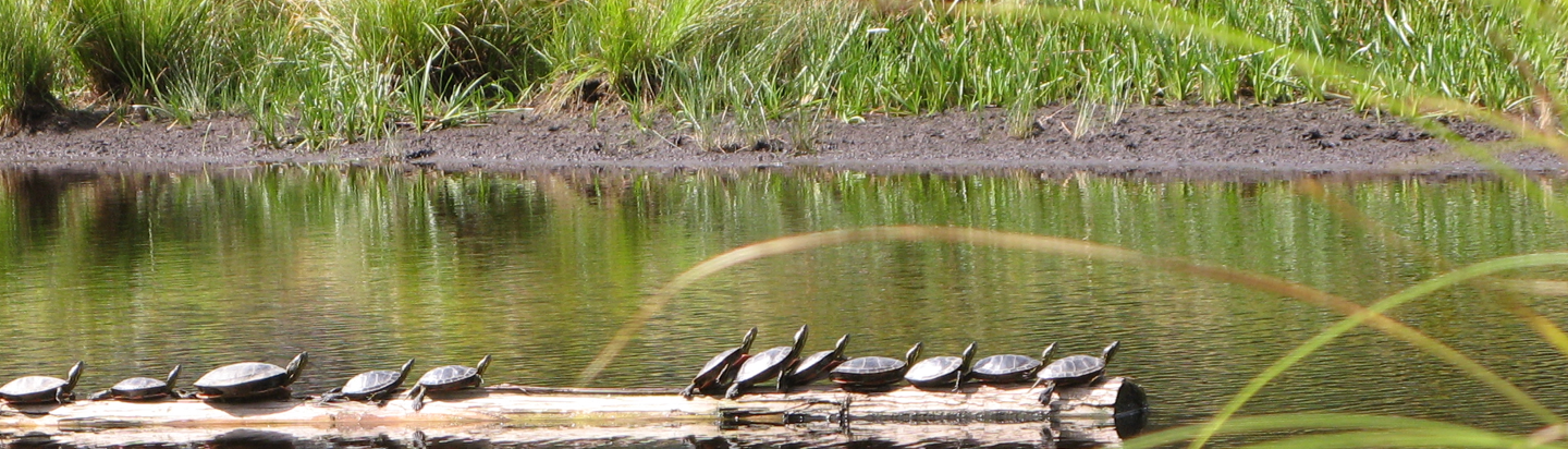 turtle-day.png