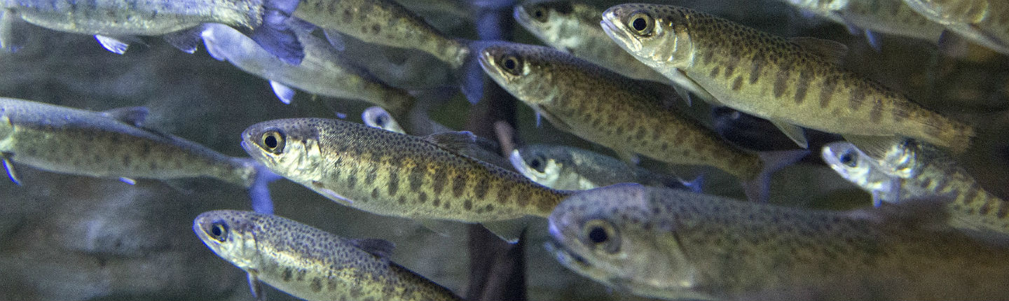 WEB-POST-coho-fry-iStock_85800149_med-res.jpg