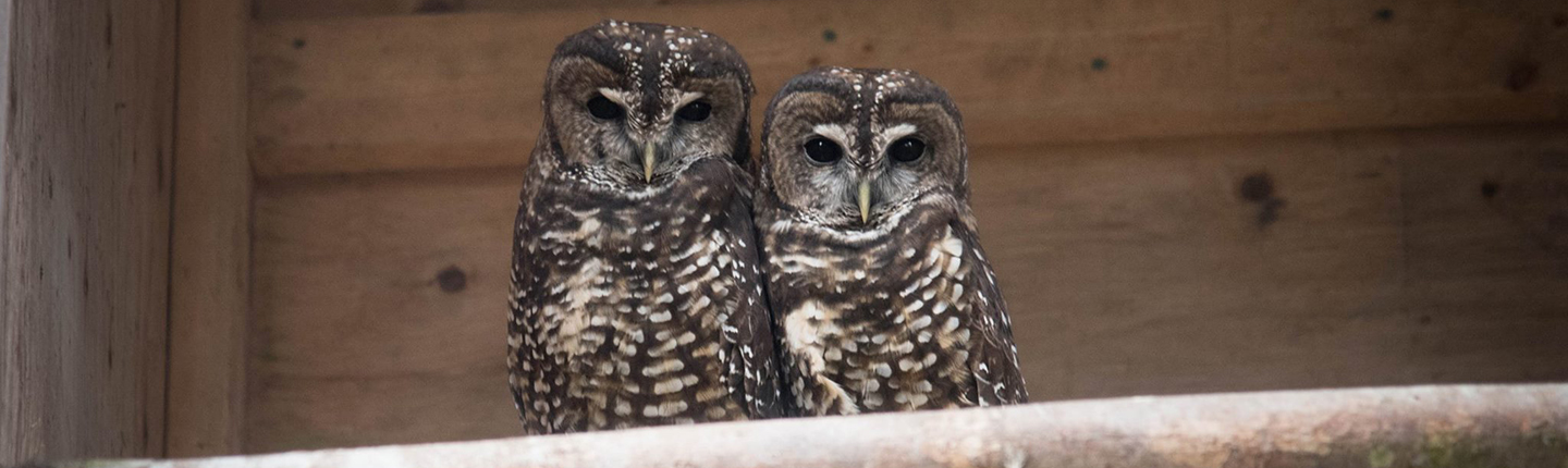 POST-Northern-Spotted-Owl-NSO-breeding-program-FacebookFeb14.jpg