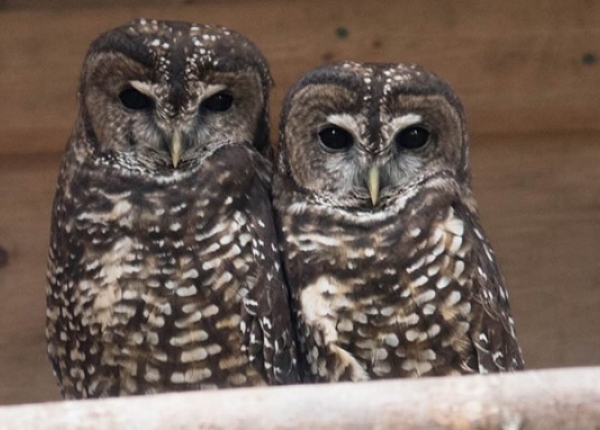 POST-Northern-Spotted-Owl-NSO-breeding-program-FacebookFeb14.jpg