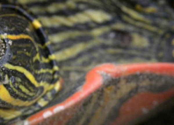 POST-Best-Painted-turtles-detailed-head-Angus-G-pic-June-2011-Red-Devil-Hill.jpg