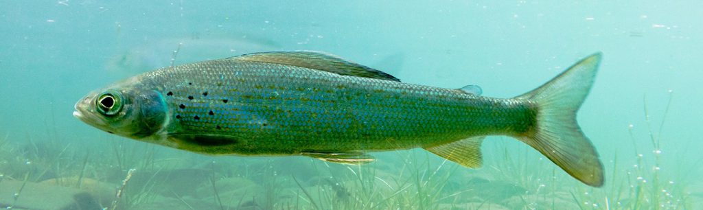 POST-Arctic-Grayling-Istock-Pi-Lens-1024x306.jpg