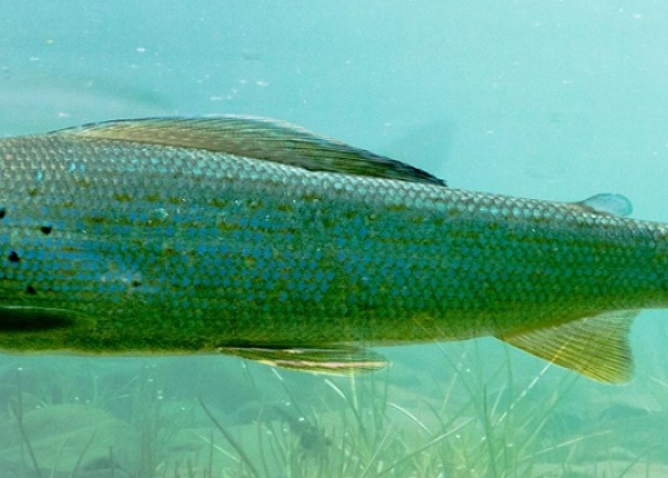 Freshwater fish Arctic Grayling, Thymallus arcticus, underwater waiting for food to float by.
