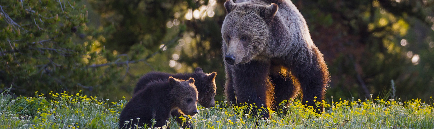 Grizzly Bear and her cubs in early morning in the Grand Tetons
