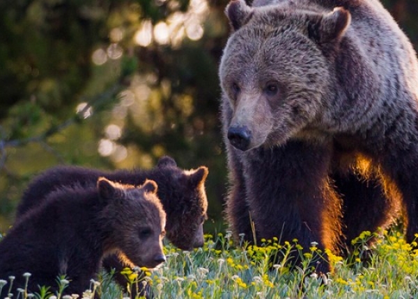 Grizzly Bear and her cubs in early morning in the Grand Tetons