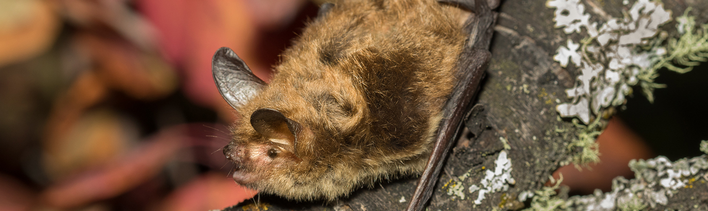 POST-northern-myotis-mMYSE-2016-1079-JHobbs.jpg