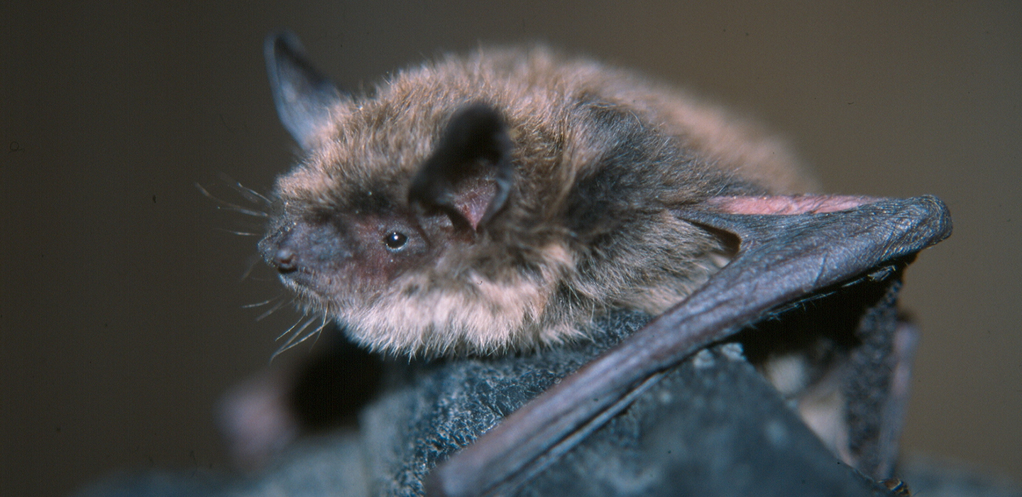 DESK-Little-Brown-bat-MYLU-Cori-Lausen-Image.jpg