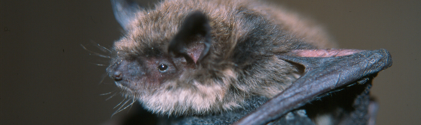 POST-Little-Brown-bat-MYLU-Cori-Lausen-Image.jpg