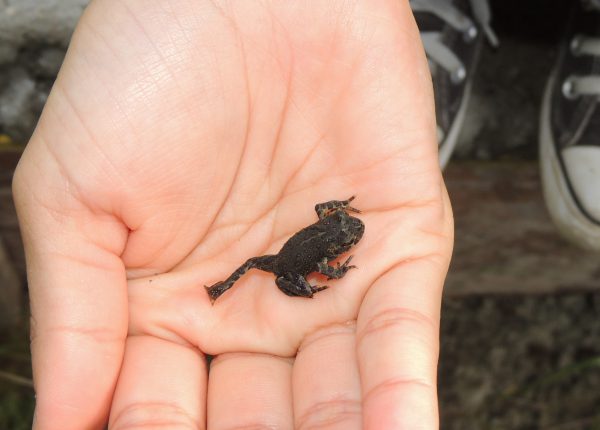 MOB-Toadlet-on-hand-FWCP-Aug-2017-600x430.jpg