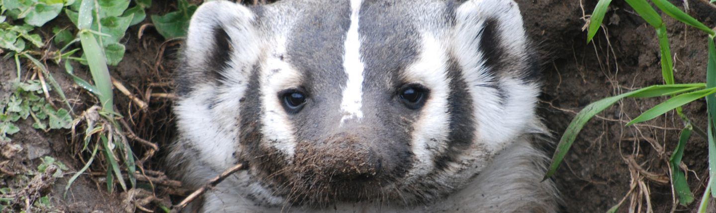 Silver fox in snow facing the camera