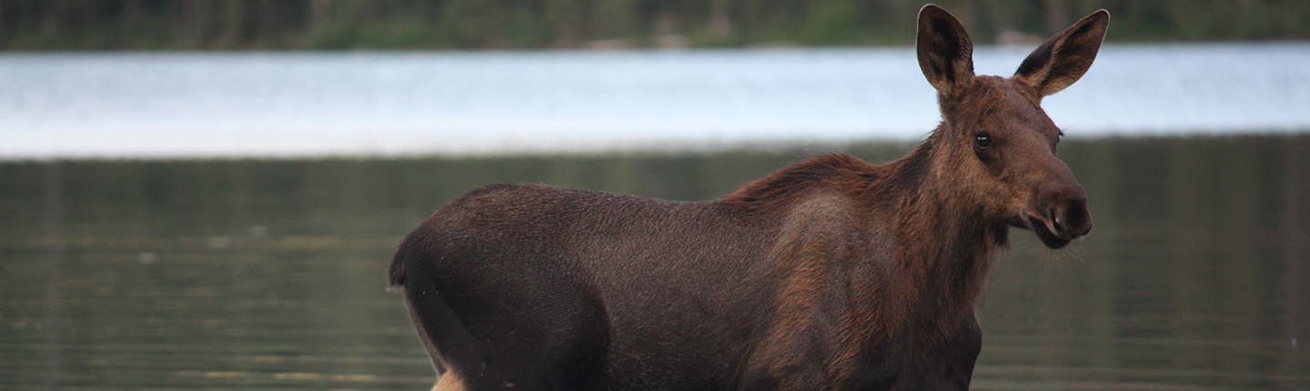 POST-Moose-Wildlife-Infometrics.jpg