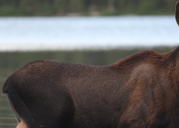 POST-Moose-Wildlife-Infometrics.jpg