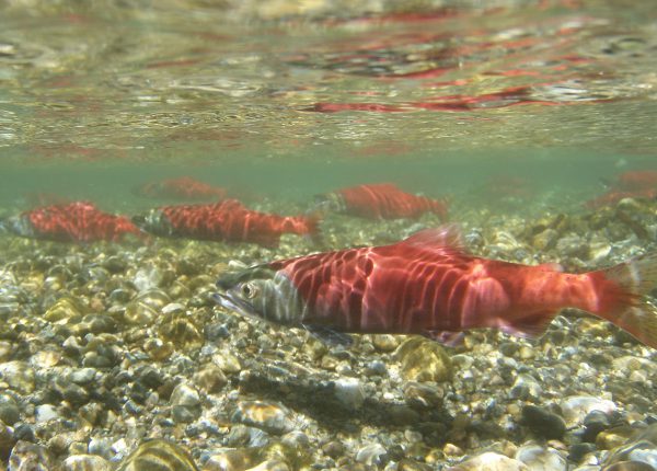 MOB-Kokanee-underwater-photo-ENV-600x430.jpg