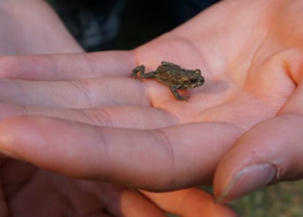 POST-COL-Toadfest-2018-032A.jpg