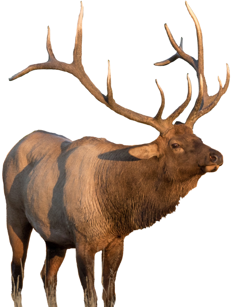 CUTOUT-Elk-iStock-Twildlife-774x1024.png