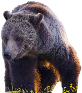 CUTOUT-Grizzly-iStock-J.-Huevel-266x300.png