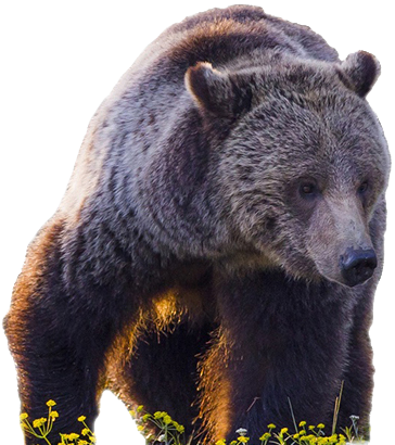 CUTOUT-Grizzly-iStock-J.-Huevel-e1718745038798.png