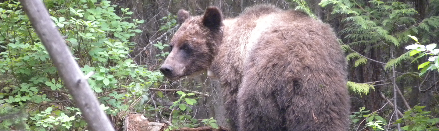 POST-Grizzly-Recently-Collared-St-Marys-River-2012.jpg
