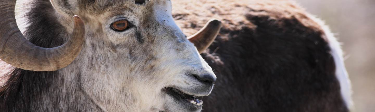 POST_Stone-Sheep_Istock_Chuck-Schug.jpg