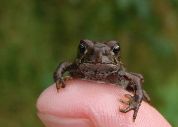 POST-toadlet-on-finger-Barb-Houston-1440x430.jpg