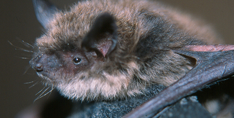 Seven bat species found