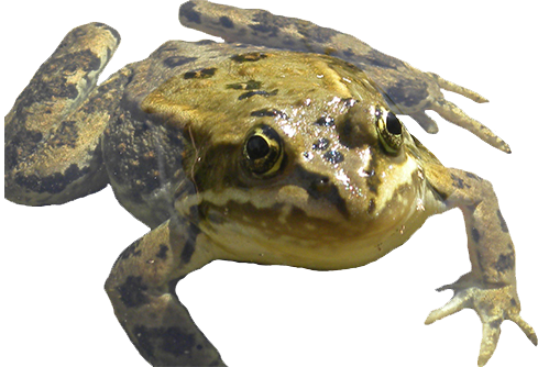 CUTOUT-Columbia-spotted-frog-R-A-Glass.png