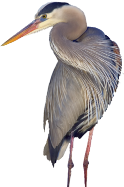 CUTOUT-Heron-L-image002-e1718745123721.png