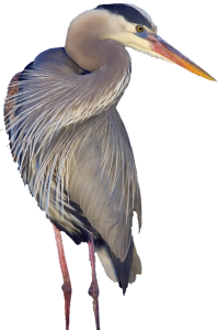 CUTOUT-Heron-R-image002-199x300.png