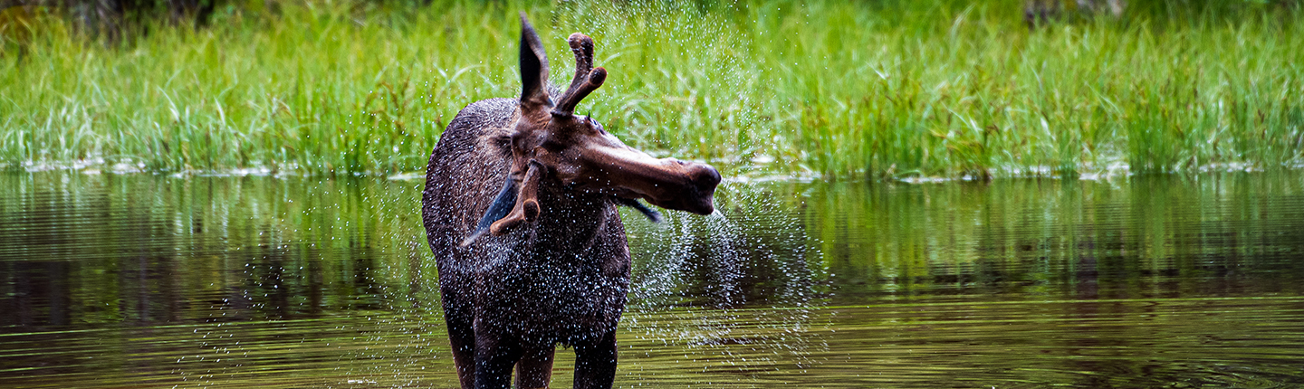 POST-moose-Chris-Gale-Wild-North-Photos-DSC_3295.jpg