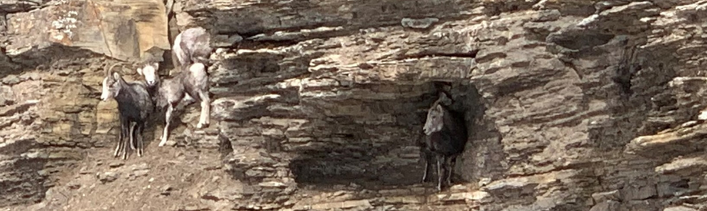 POST-3181-Stones-Sheep-from-heli-cropped-Landon-Birch.jpg