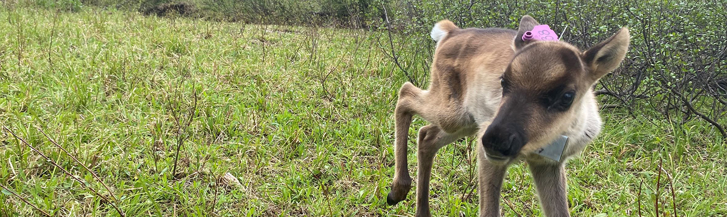 POST-calf-38-Wildlife-Infometrics-Inc..jpg