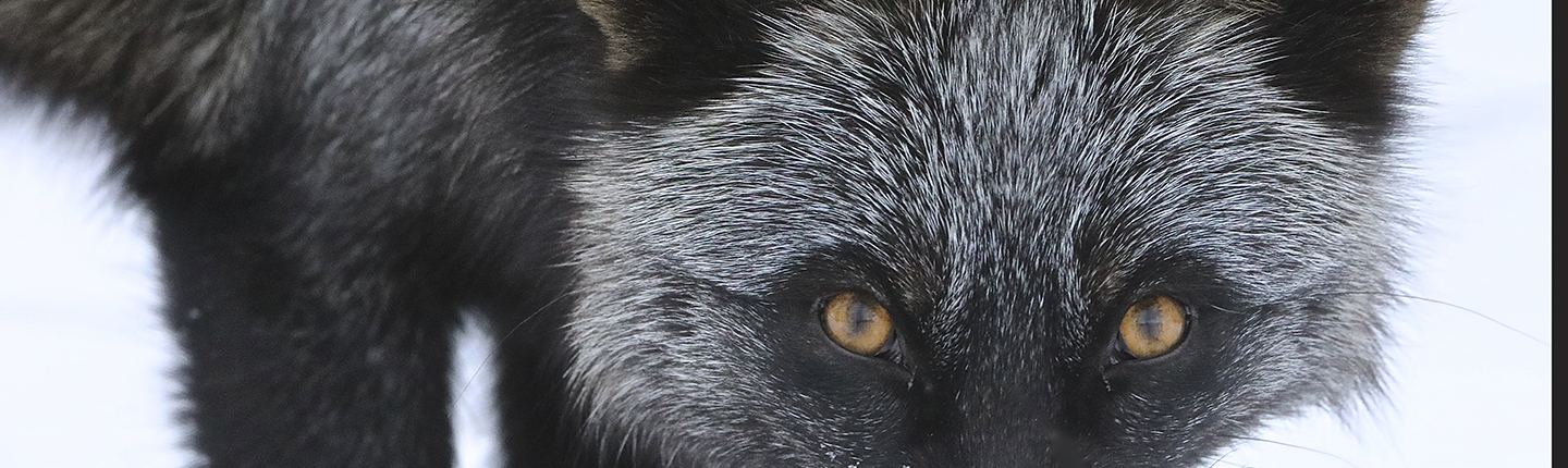 Silver fox in snow facing the camera