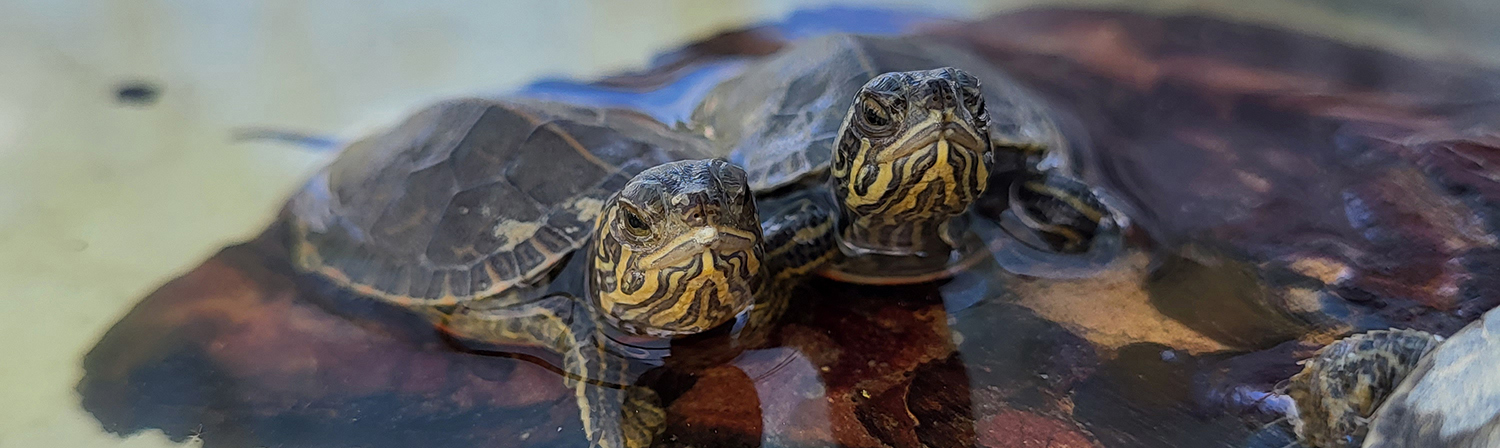 POST-Turtle-day-2022-two-turles-AG-photo.jpg