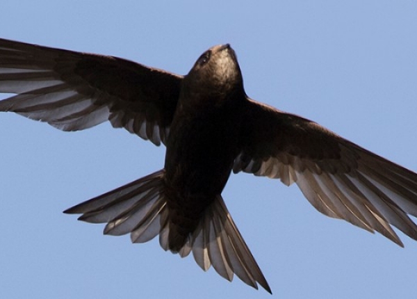 common swift (Apus apus) in flight