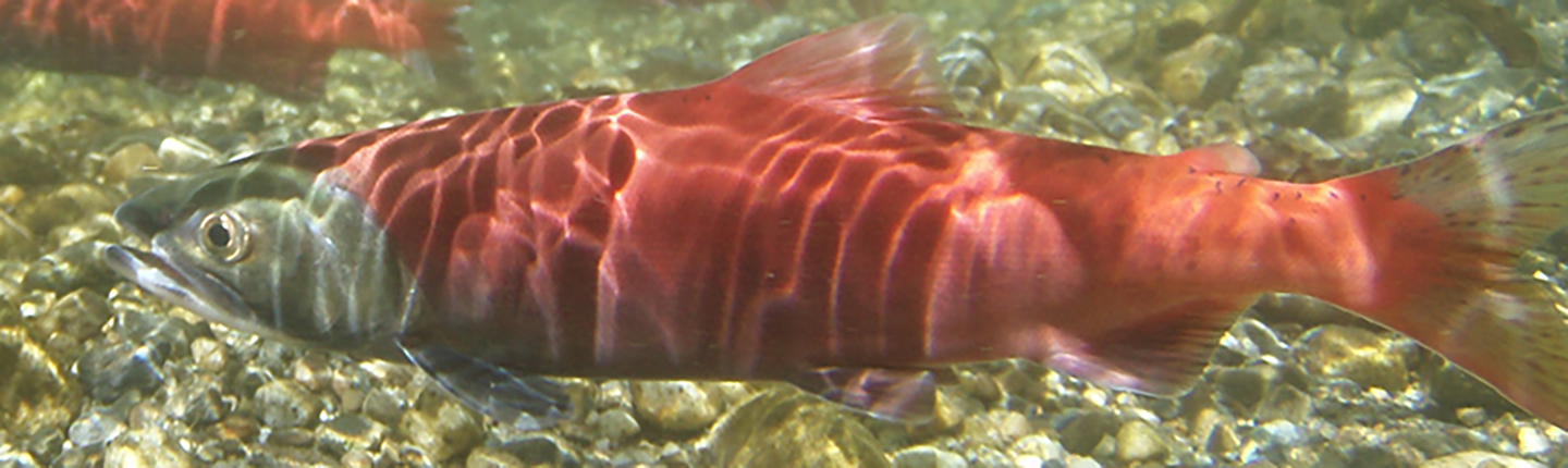 POST-Kokanee-underwater-2-photo-ENV.jpg