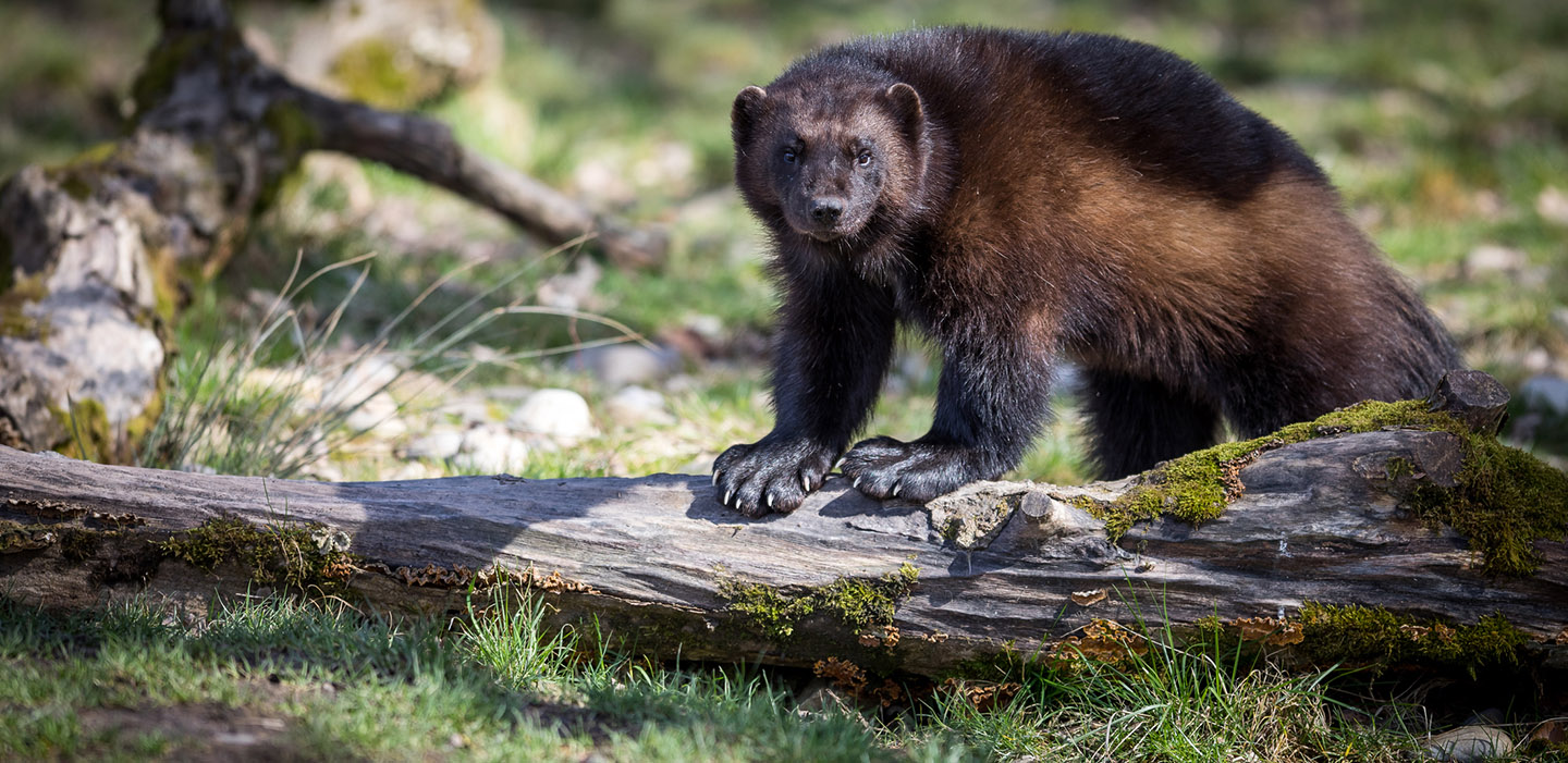 Wolverine in the forest