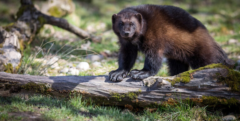 38 wolverine monitoring stations